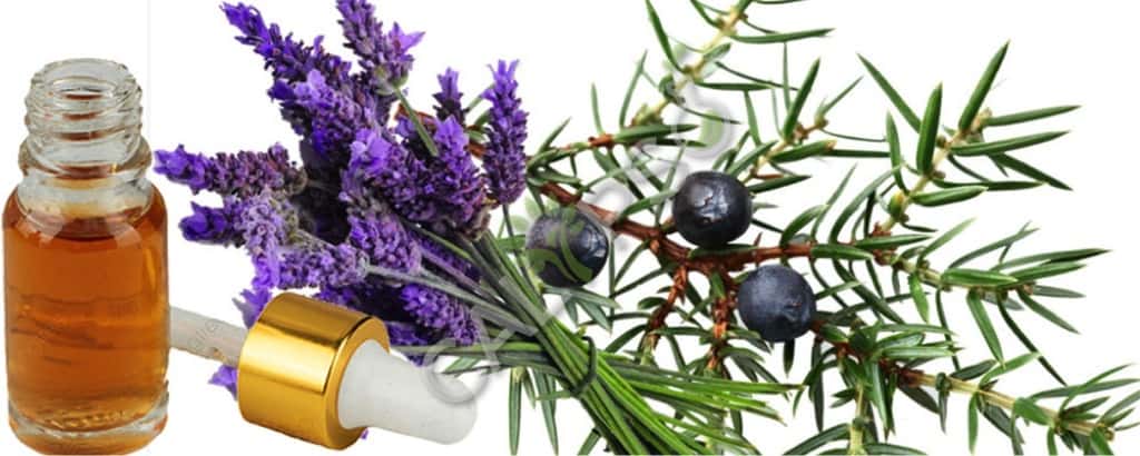 Ginepro Berry Olio essenziale Prezzo